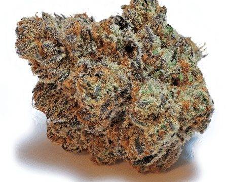 Bewildered Weed Strain Review