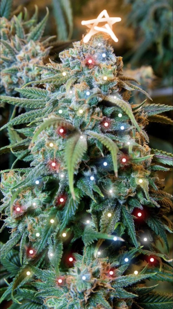 Ho Ho Ho... Cannabis Christmas! - How Do I Get Weed