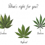 Taxonomy of cannabis