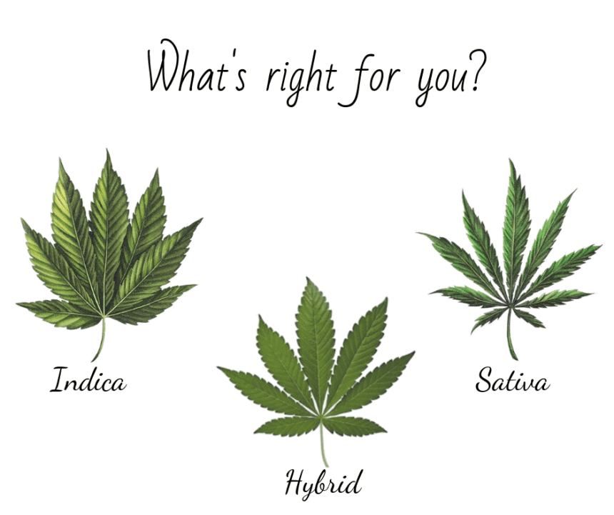 Taxonomy of cannabis