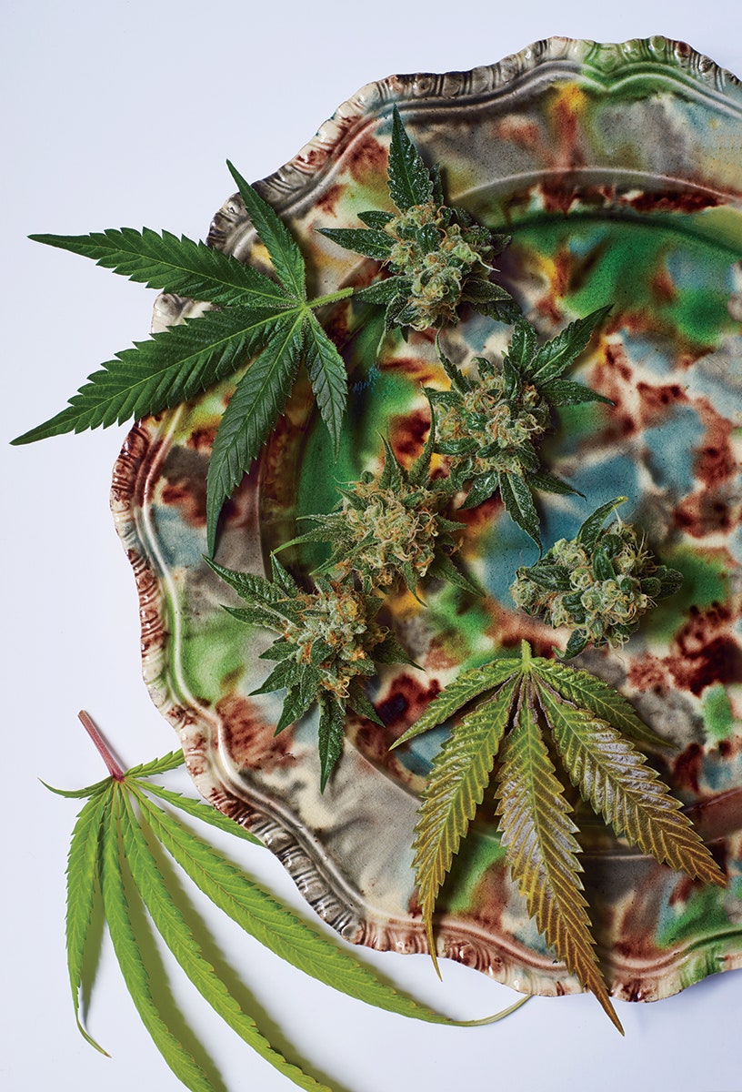 Cannabis Culinary Combing