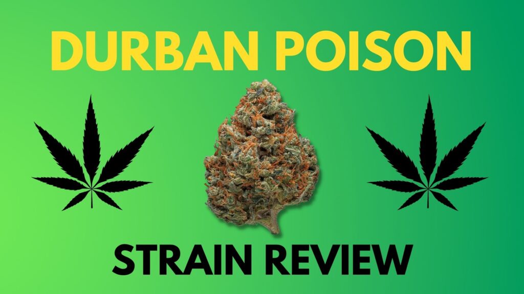 Durban Poison Strain Review