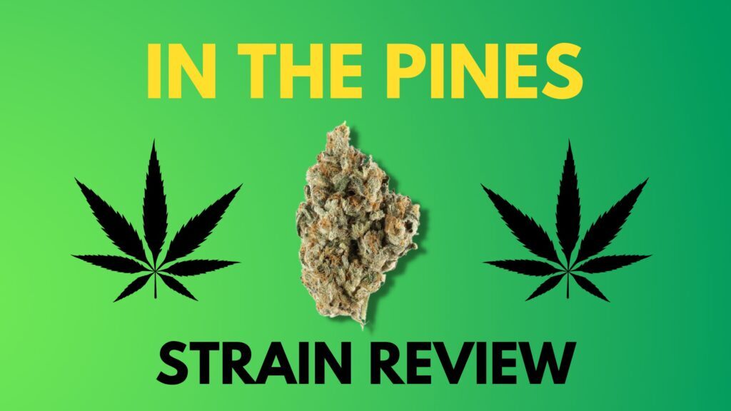 In The Pines Strain Review