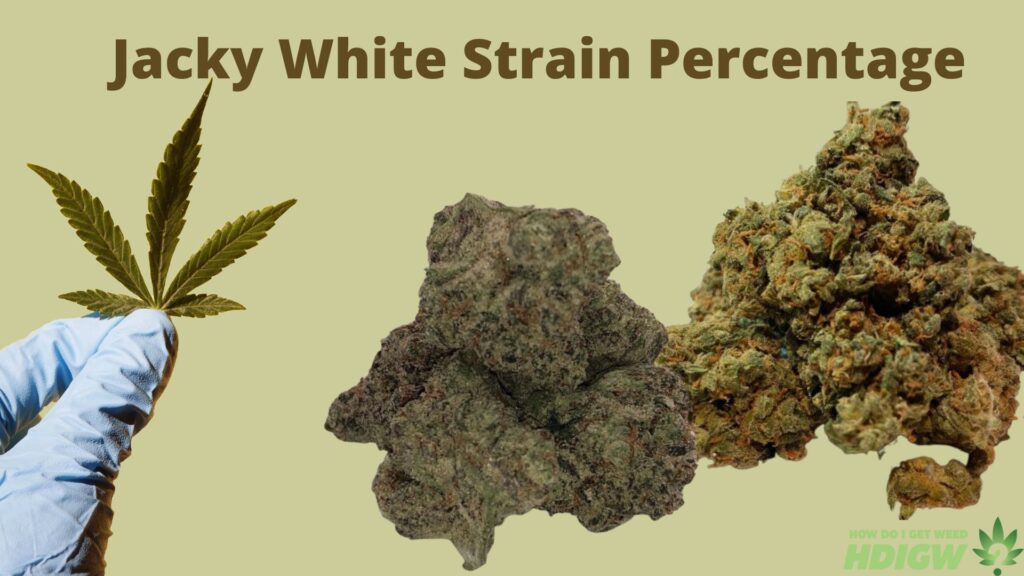 Jacky White Strain Percentage