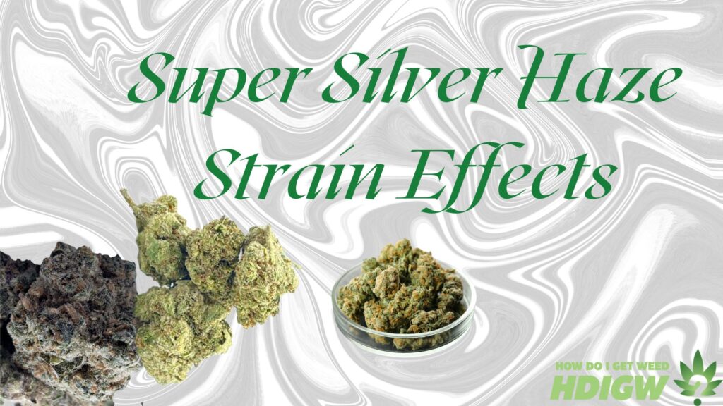 Super Silver Haze Strain Effects