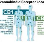 endocannabinoid system receptor locations