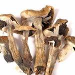 dried magic mushrooms
