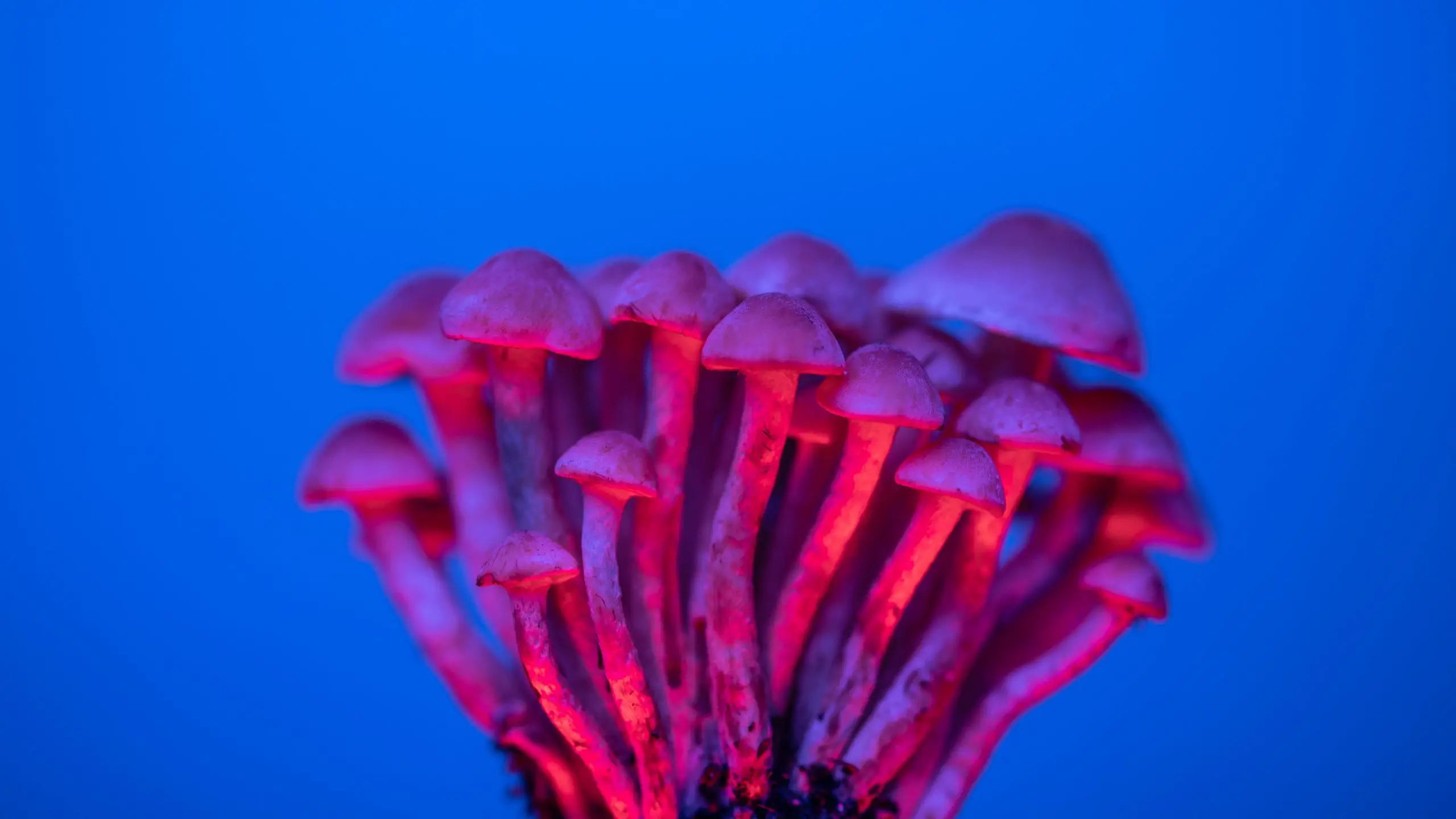 Popular types of magic mushrooms with a blue and pink gradient