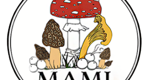 MAMI logo