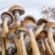 Healing Powers of Magic Mushrooms metaphor image psilocybin mushrooms for alcoholism