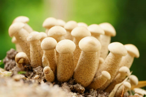 penis envy mushroom