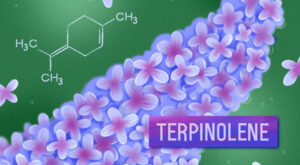 Unlocking the Secrets of Terpinolene: Discover the Healing Power of This Rare Aromatic Cannabis Terpene
