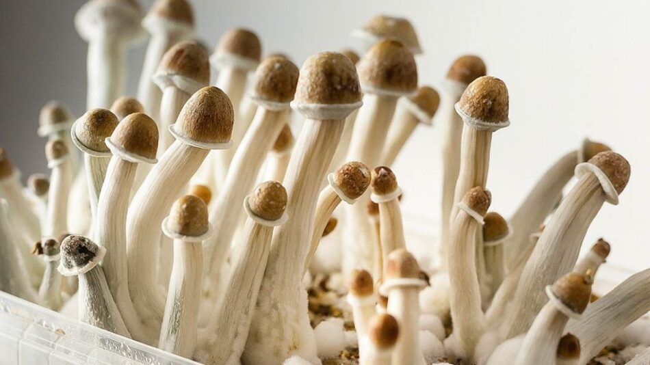 growing penis envy mushroom