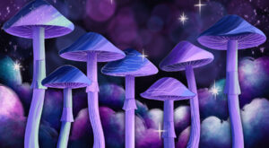 The Nation’s First Psilocybin Facilitator Licenses Have Been Approved
