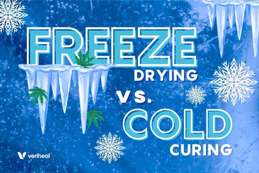 Freeze Drying vs. Cold Curing Cannabis: Revolutionizing Drying Methods