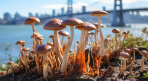 psilocybe allenii mushrooms san francisco daytime