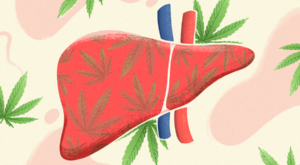 Cannabis and Liver Function: Discover the Science Behind The Relationship