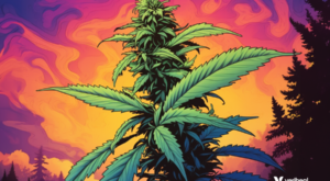 Growing Cannabis: A Quick Guide to Flowering Cannabis Plants