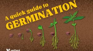 A Quick Guide to Germinating Cannabis Seeds and Vegging Plants Indoors