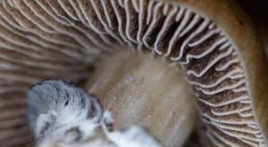 A close-up view of the underside of a mushroom