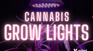 Cannabis Grow Lights: Choosing the Best for Your Harvest