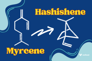 Hashishene: Exploring the Mystery Behind This Unique Terpene