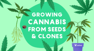 Growing Cannabis Plants from Seed vs. Growing Them From Clones