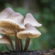 white mushrooms growing off log